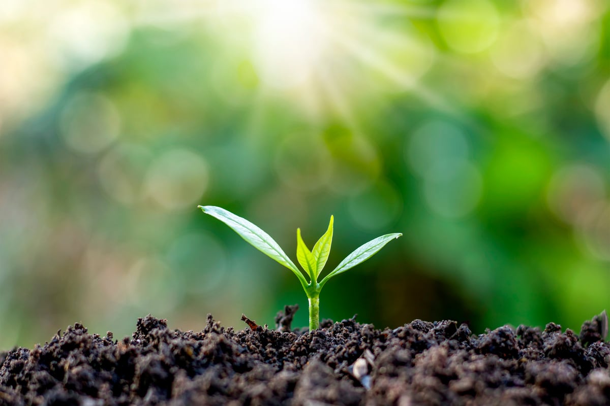 Sunlit Seedling Growing on Soil